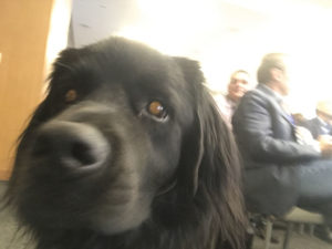 Out of focus photo of a black service dog